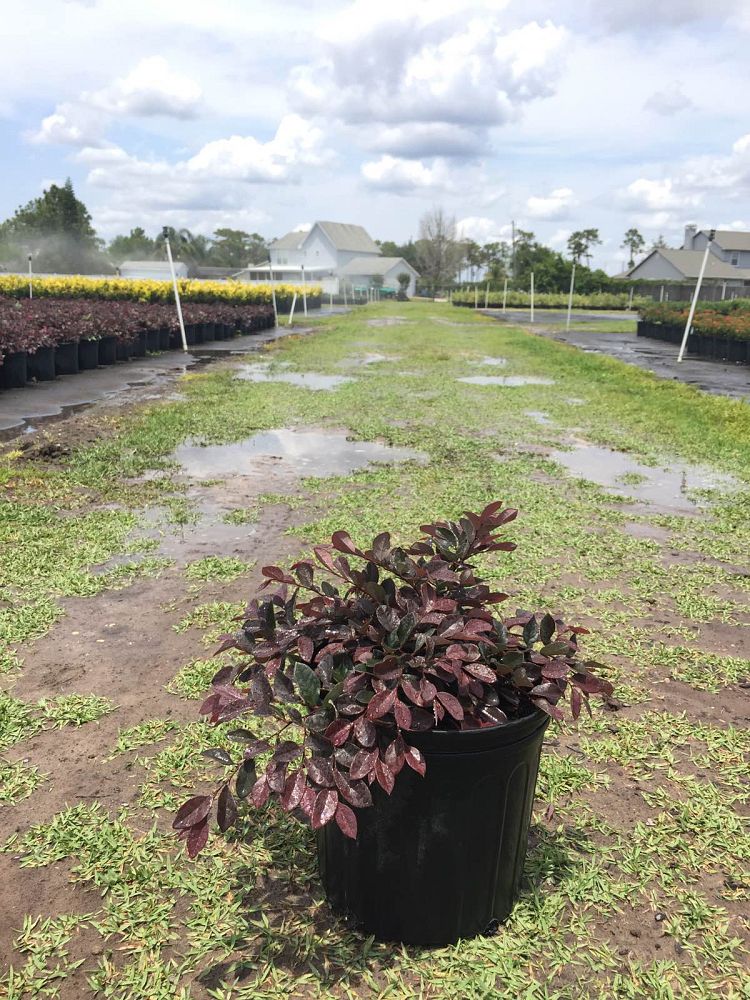 loropetalum-chinense-rubrum-plum-delight-razzleberry