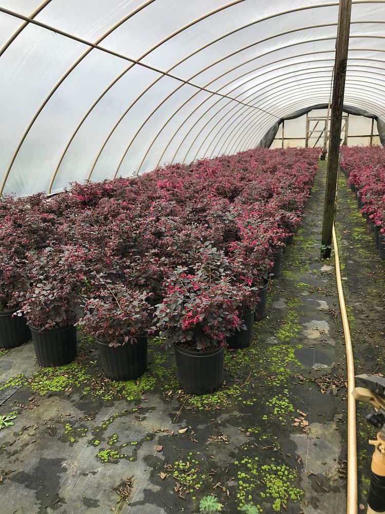 loropetalum-chinense-rubrum-plum-delight-razzleberry