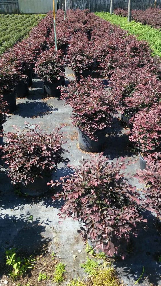 loropetalum-chinense-rubrum-plum-delight-razzleberry