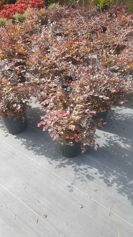 loropetalum-chinense-rubrum-plum-delight-razzleberry