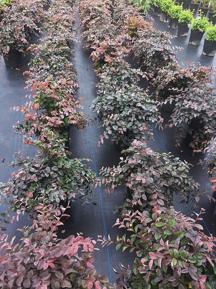loropetalum-chinense-rubrum-plum-delight-razzleberry