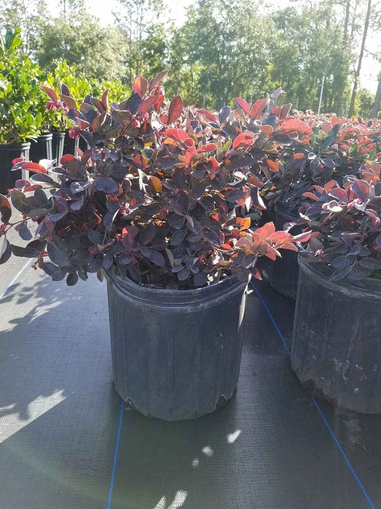 loropetalum-chinense-rubrum-plum-delight-razzleberry