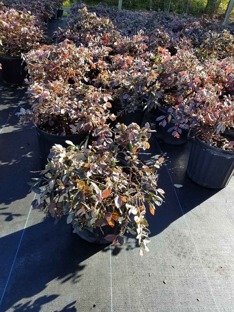 loropetalum-chinense-rubrum-plum-delight-razzleberry