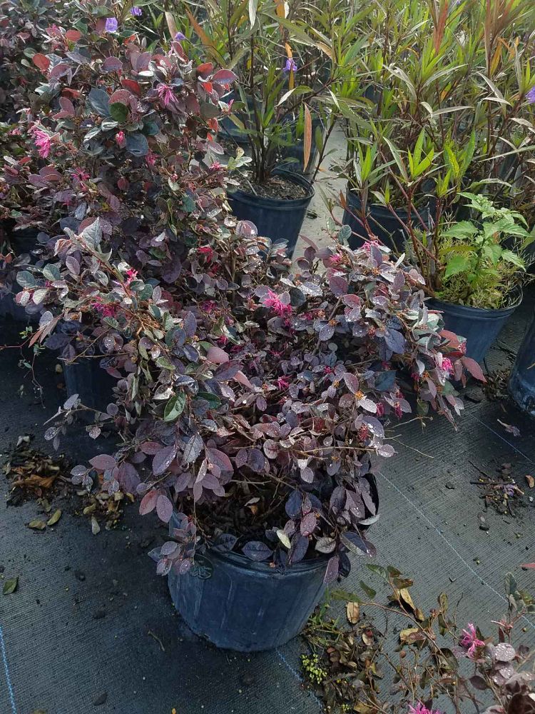 loropetalum-chinense-rubrum-plum-delight-razzleberry