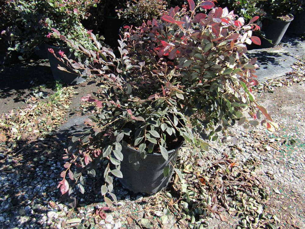 loropetalum-chinense-rubrum-plum-delight-razzleberry