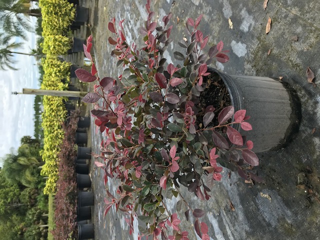 loropetalum-chinense-rubrum-plum-delight-razzleberry