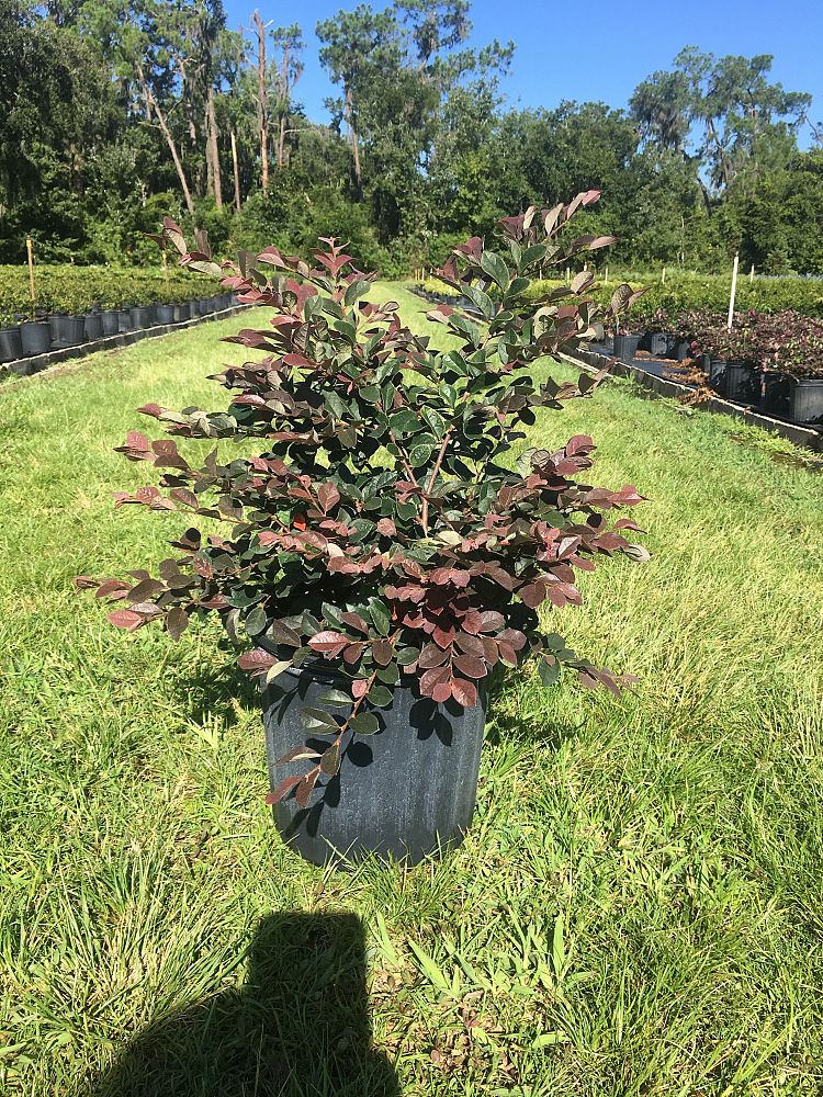 loropetalum-chinense-rubrum-plum-delight-razzleberry