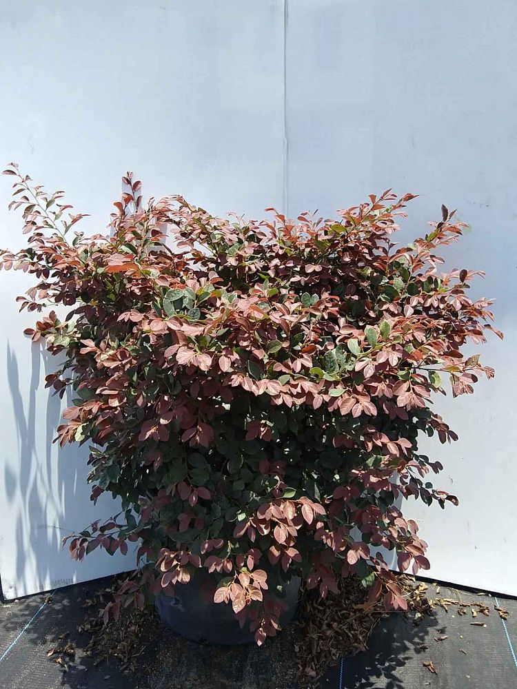 loropetalum-chinense-rubrum-plum-delight-razzleberry