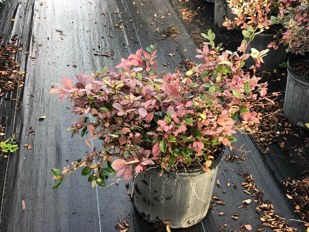 loropetalum-chinense-rubrum-plum-delight-razzleberry