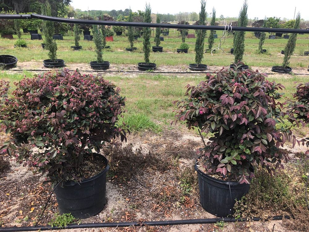 loropetalum-chinense-rubrum-plum-delight-razzleberry