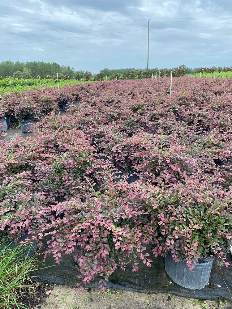 loropetalum-chinense-rubrum-plum-delight-razzleberry