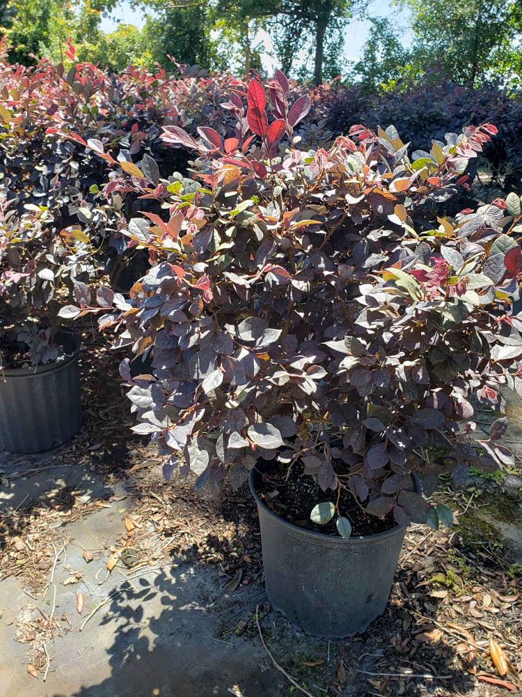 loropetalum-chinense-rubrum-plum-delight-razzleberry