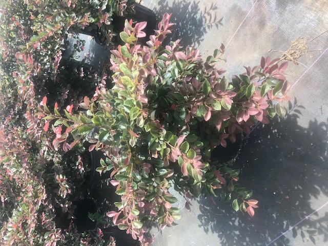 loropetalum-chinense-rubrum-plum-delight-razzleberry