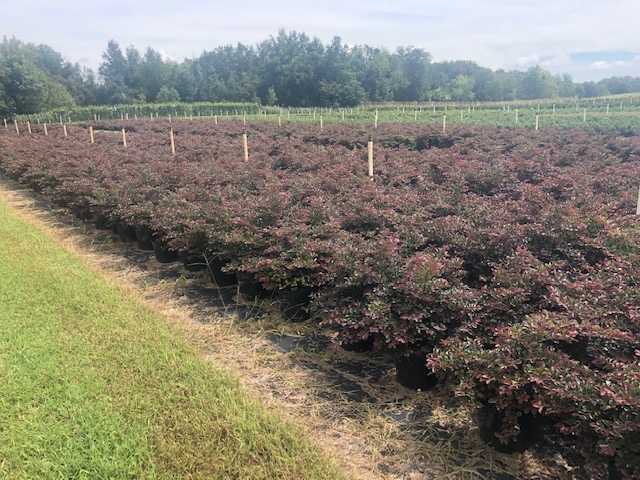 loropetalum-chinense-rubrum-plum-delight-razzleberry