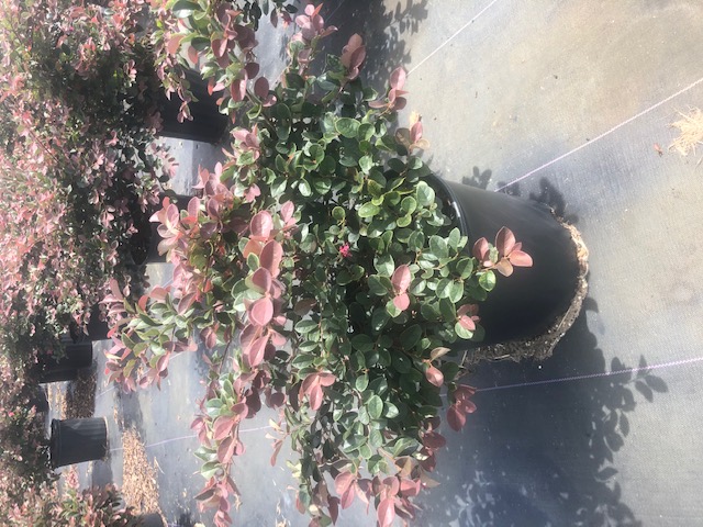 loropetalum-chinense-rubrum-plum-delight-razzleberry