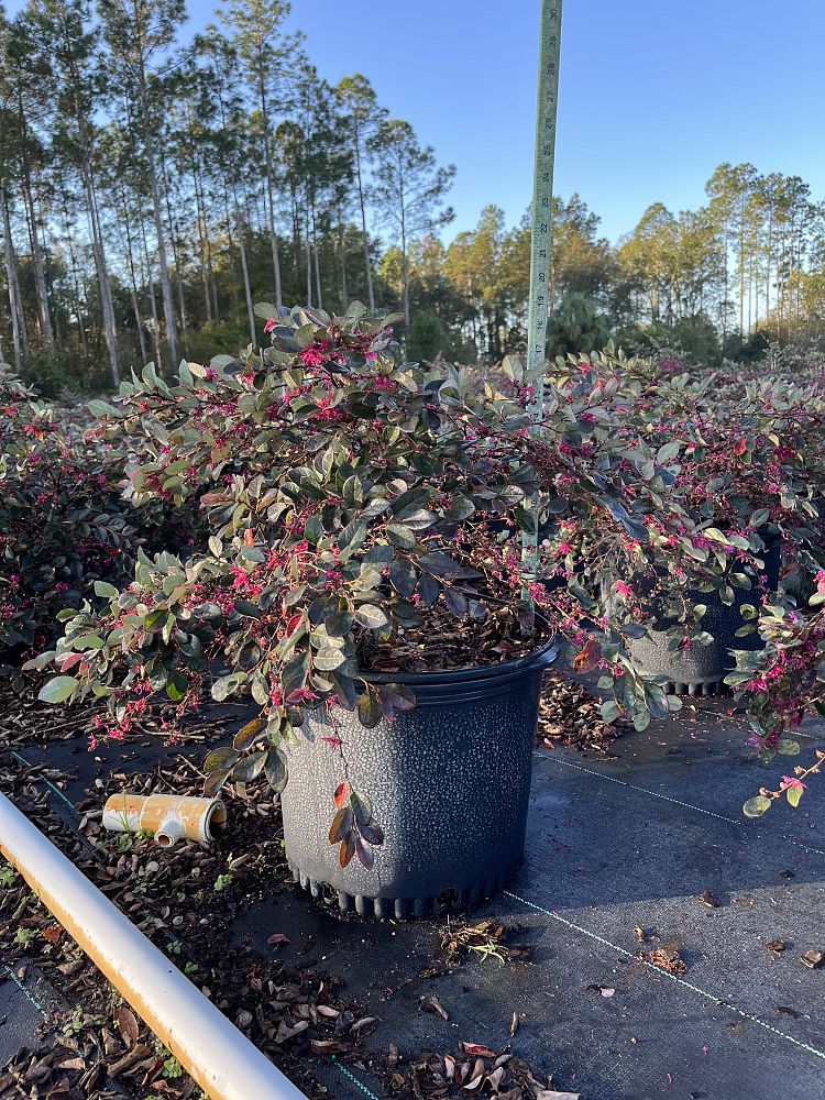 loropetalum-chinense-rubrum-plum-delight-razzleberry