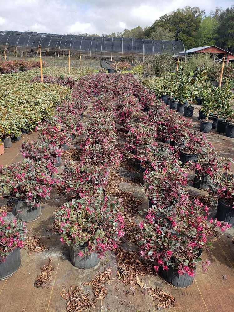 loropetalum-chinense-rubrum-plum-delight-razzleberry