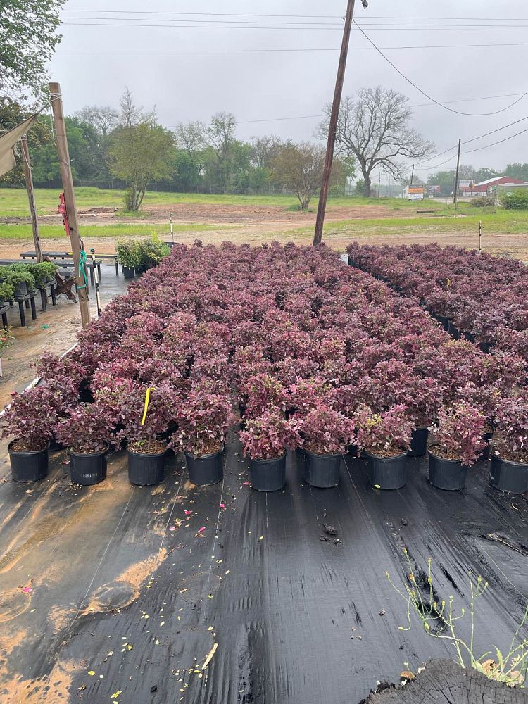 loropetalum-chinense-rubrum-plum-delight-razzleberry