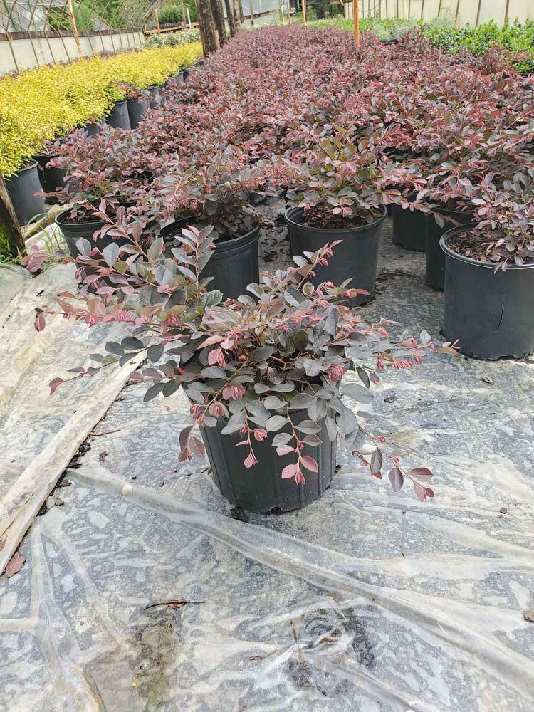 loropetalum-chinense-rubrum-plum-delight-razzleberry