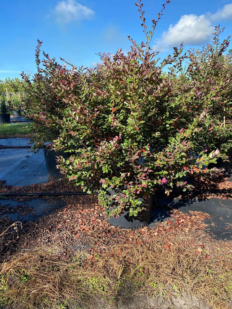 loropetalum-chinense-rubrum-plum-delight-razzleberry