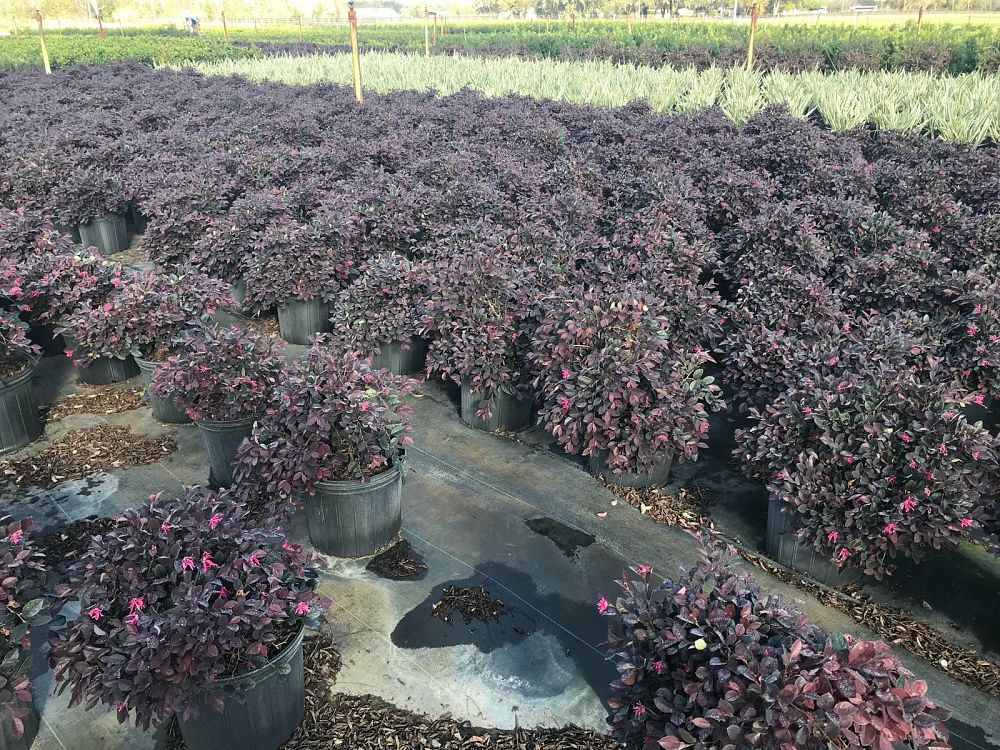 loropetalum-chinense-rubrum-plum-delight-razzleberry