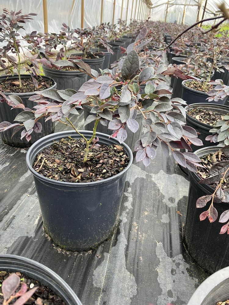 loropetalum-chinense-rubrum-plum-delight-razzleberry