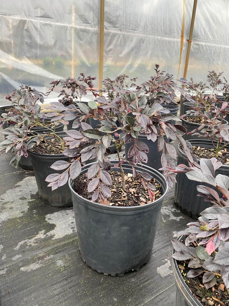 loropetalum-chinense-rubrum-plum-delight-razzleberry