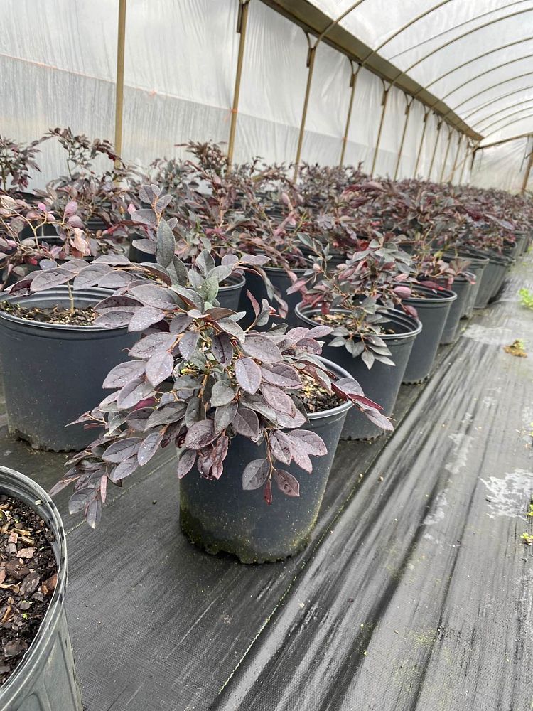 loropetalum-chinense-rubrum-plum-delight-razzleberry