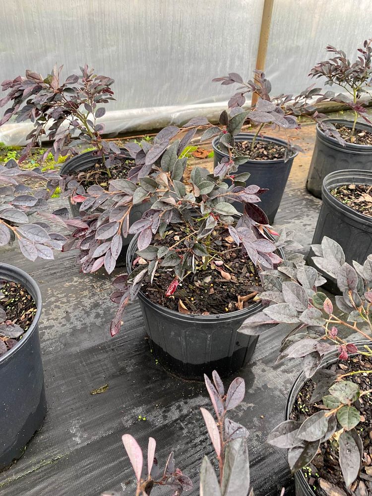 loropetalum-chinense-rubrum-plum-delight-razzleberry