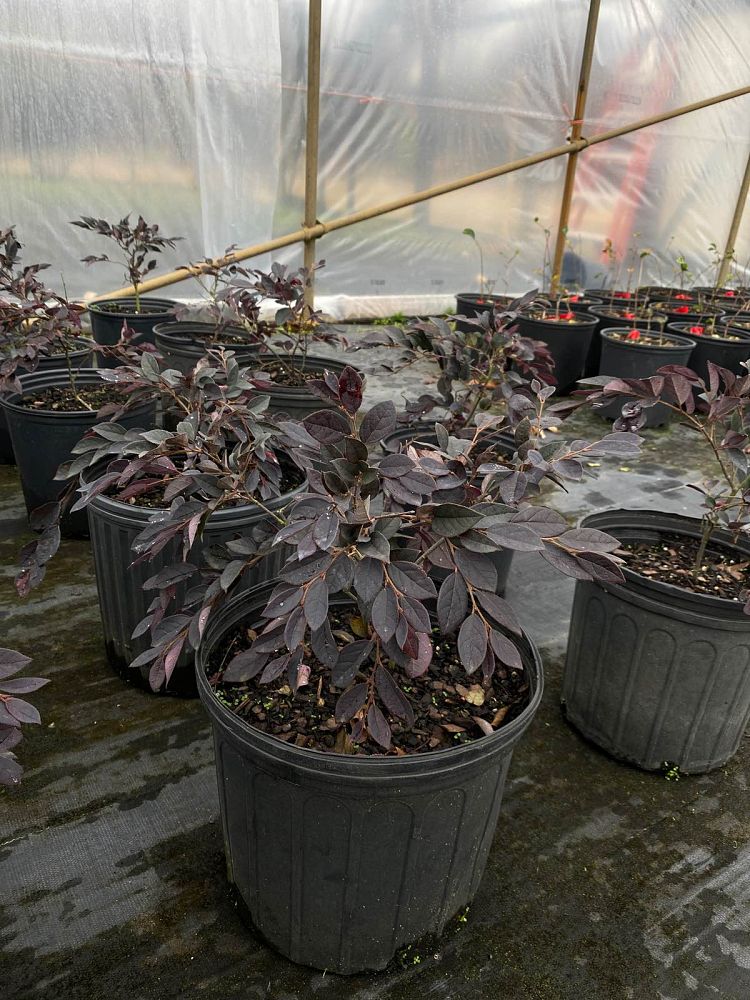 loropetalum-chinense-rubrum-plum-delight-razzleberry