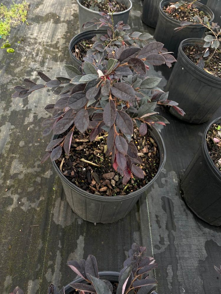 loropetalum-chinense-rubrum-plum-delight-razzleberry