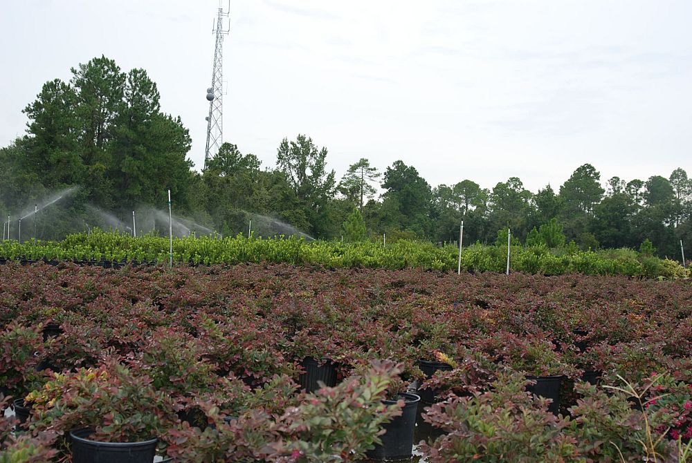 loropetalum-chinense-rubrum-plum-delight-razzleberry