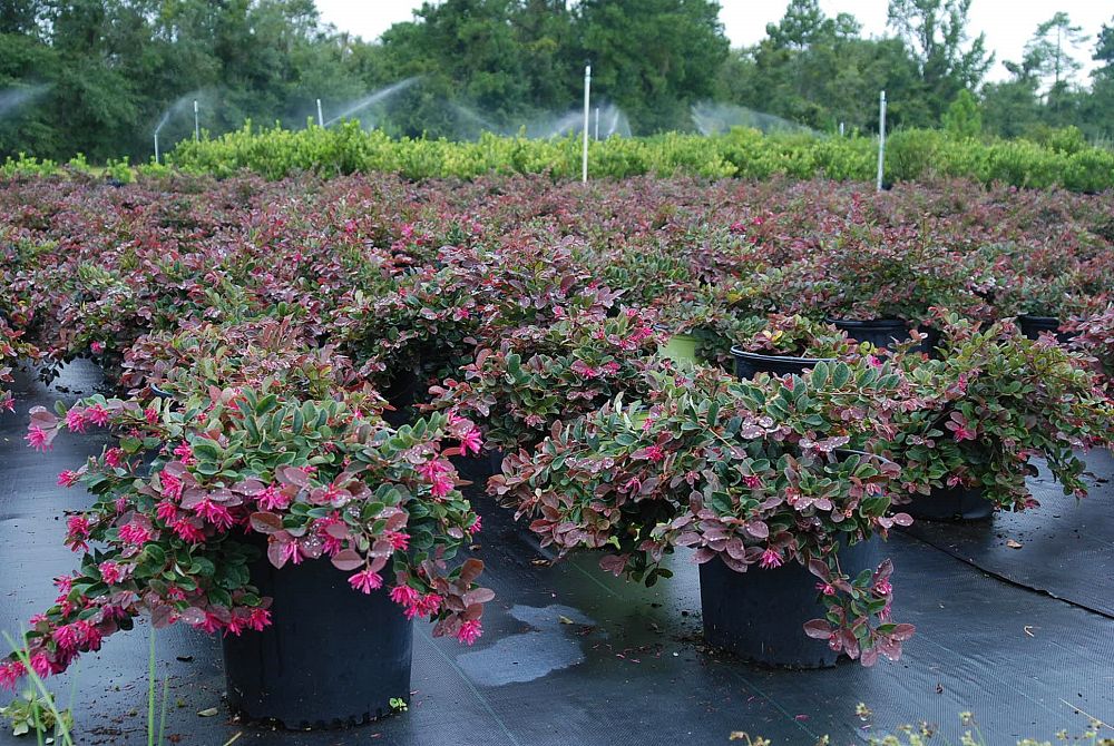 loropetalum-chinense-rubrum-plum-delight-razzleberry