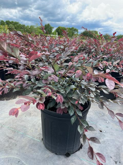 loropetalum-chinense-rubrum-plum-delight-razzleberry
