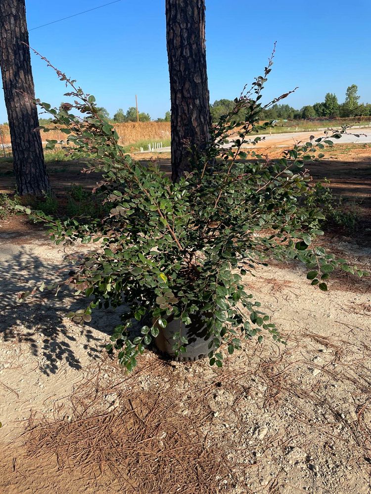 loropetalum-chinense-rubrum-plum-delight-razzleberry