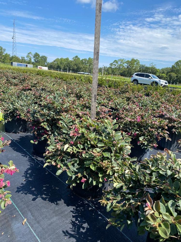 loropetalum-chinense-rubrum-plum-delight-razzleberry