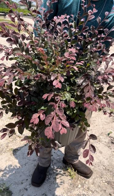 loropetalum-chinense-rubrum-plum-delight-razzleberry