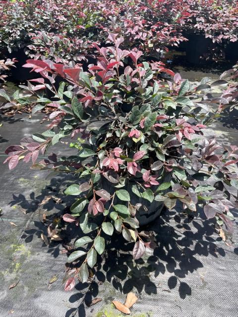 loropetalum-chinense-rubrum-plum-delight-razzleberry