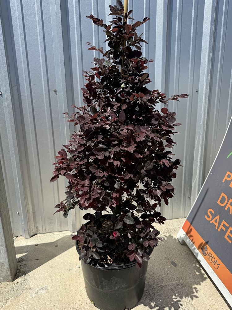 loropetalum-chinense-rubrum-plum-delight-razzleberry