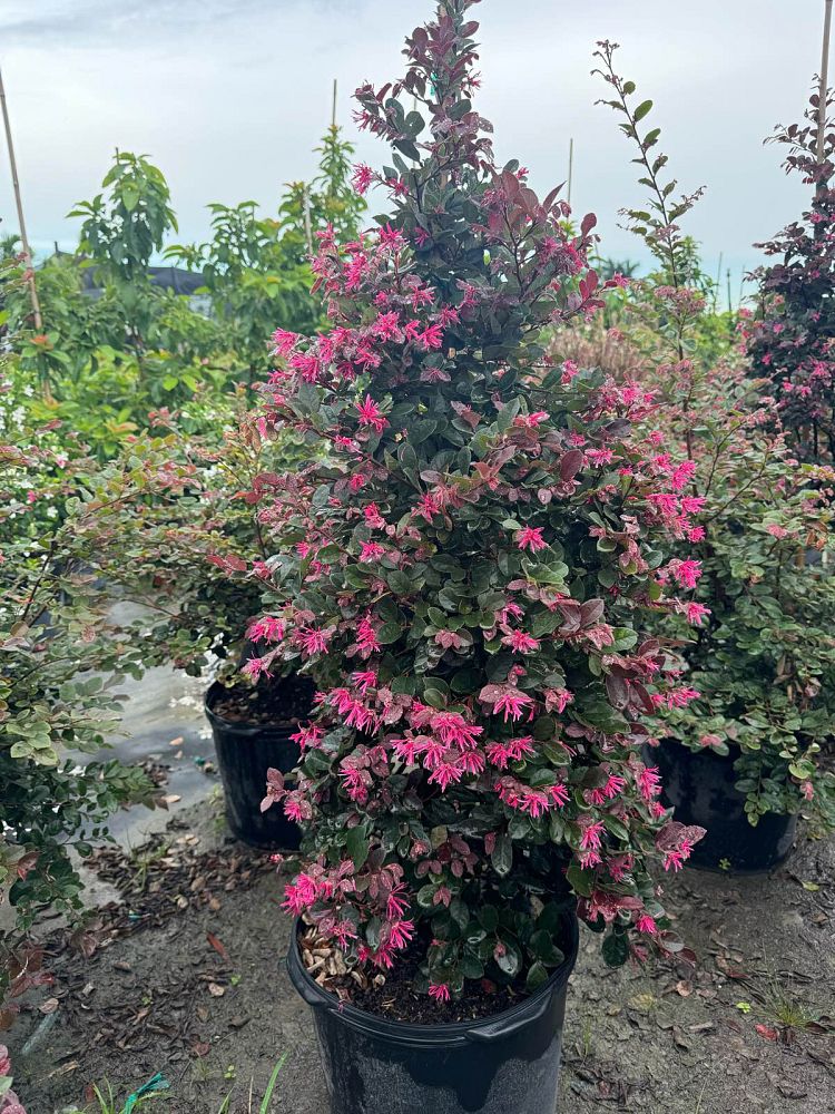 loropetalum-chinense-rubrum-plum-delight-razzleberry