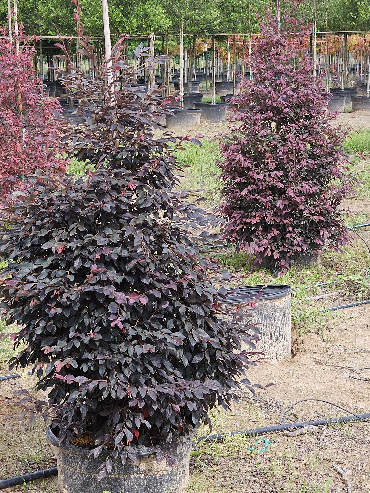 loropetalum-chinense-rubrum-plum-delight-razzleberry
