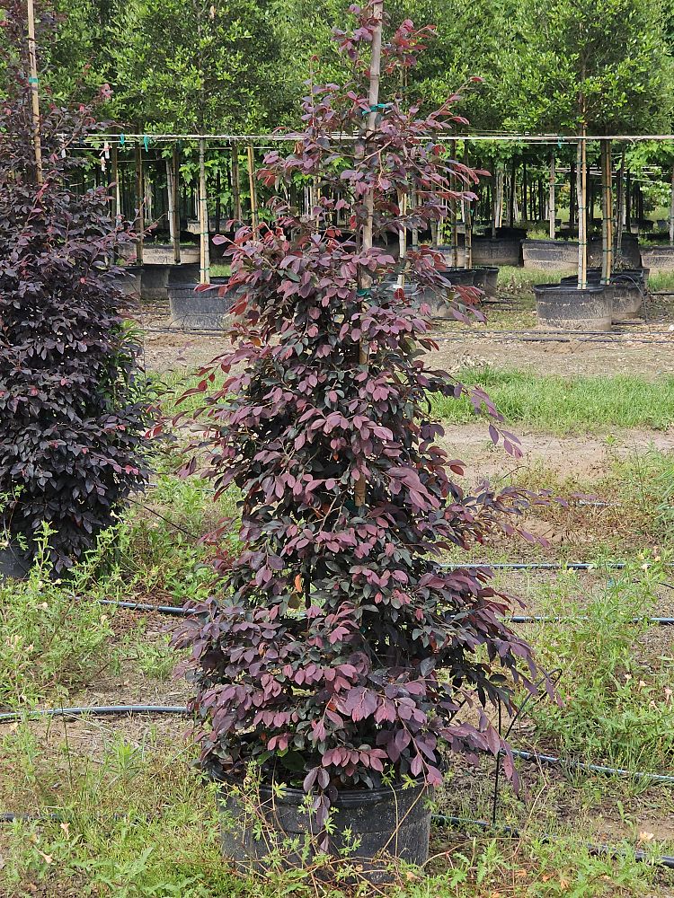 loropetalum-chinense-rubrum-plum-delight-razzleberry