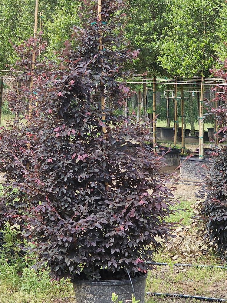 loropetalum-chinense-rubrum-plum-delight-razzleberry