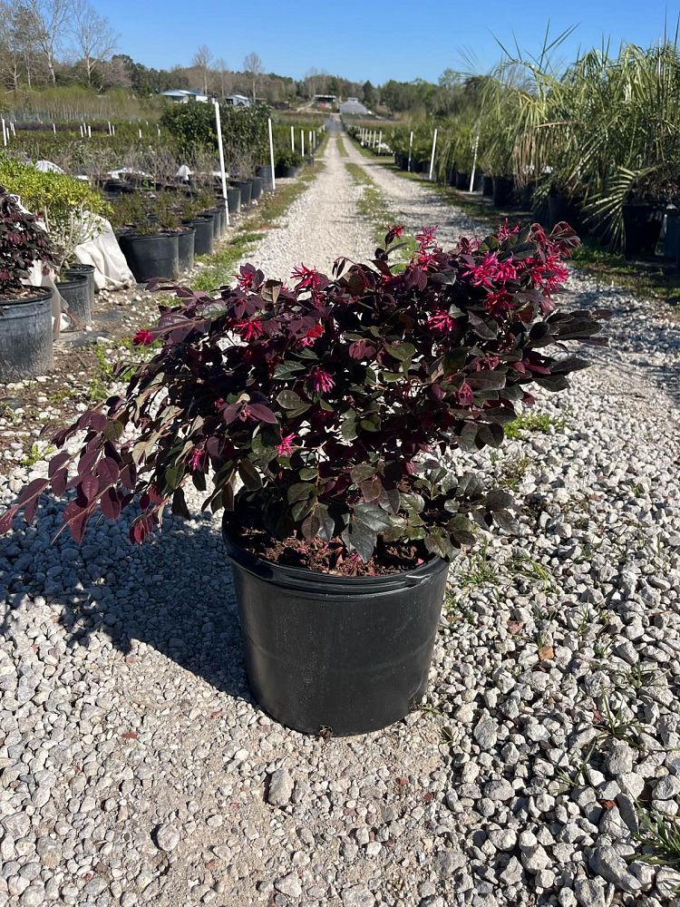 loropetalum-chinense-rubrum-plum-delight-razzleberry