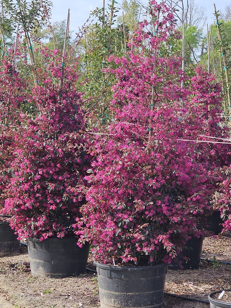 loropetalum-chinense-rubrum-plum-delight-razzleberry