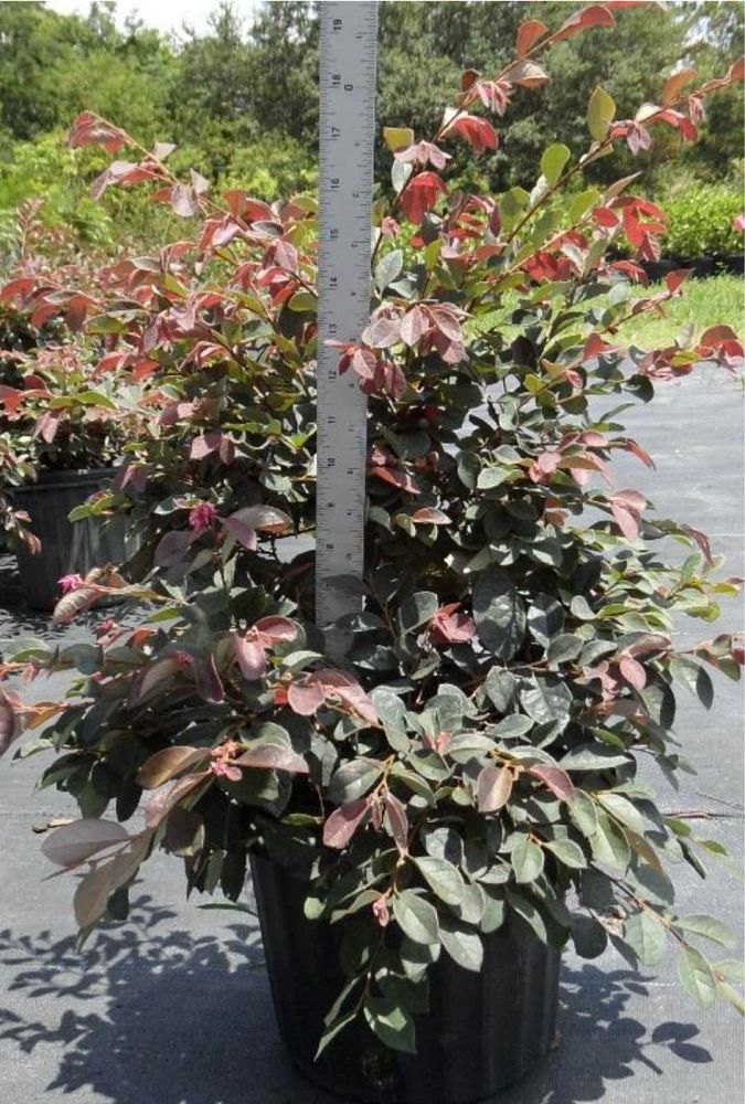 loropetalum-chinense-rubrum-plum-delight-razzleberry
