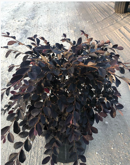 loropetalum-chinense-rubrum-plum-delight-razzleberry