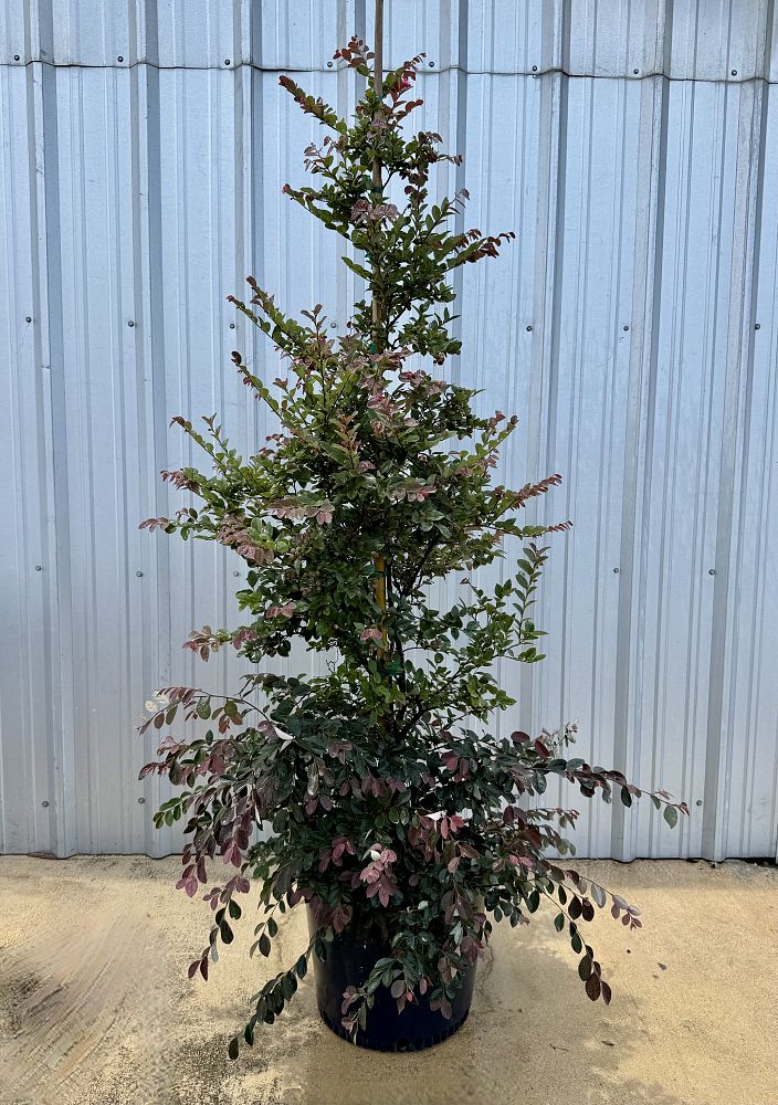 loropetalum-chinense-rubrum-plum-delight-razzleberry