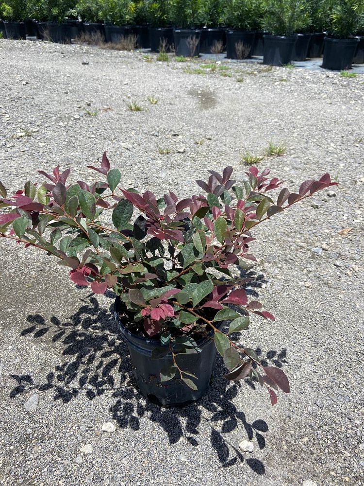 loropetalum-chinense-rubrum-raspberry-fringe-razzleberry