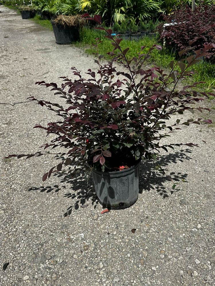 loropetalum-chinense-rubrum-razzleberry-chinese-fringe-flower